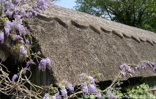 Lovely Thatch Cottage