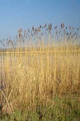 British Reed Growers Association - British Reed Growers Association