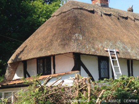 Thatch Repairs